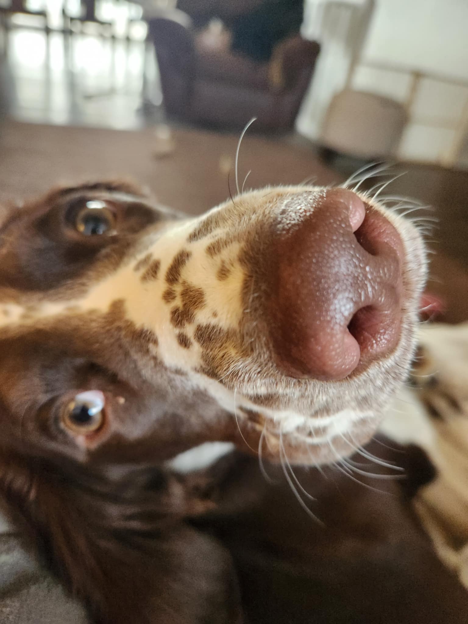 Gizmo Photo 3
